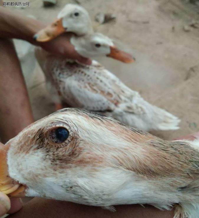 一例育成蛋鸭的灰眼病诊治 - 水禽疫病防治 - 鸡鸭鹅