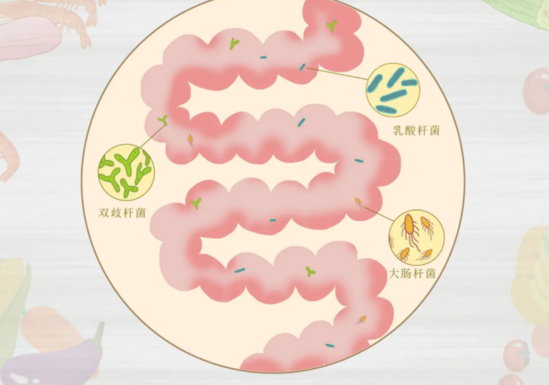 益生菌对早期微生物菌相的重要性