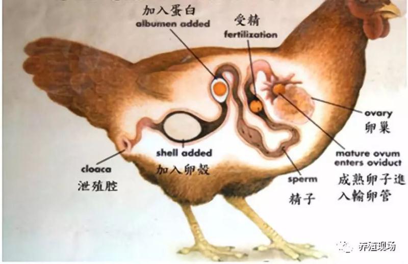 鸭疫里默氏杆菌对蛋鸡输卵管堵塞影响的研究